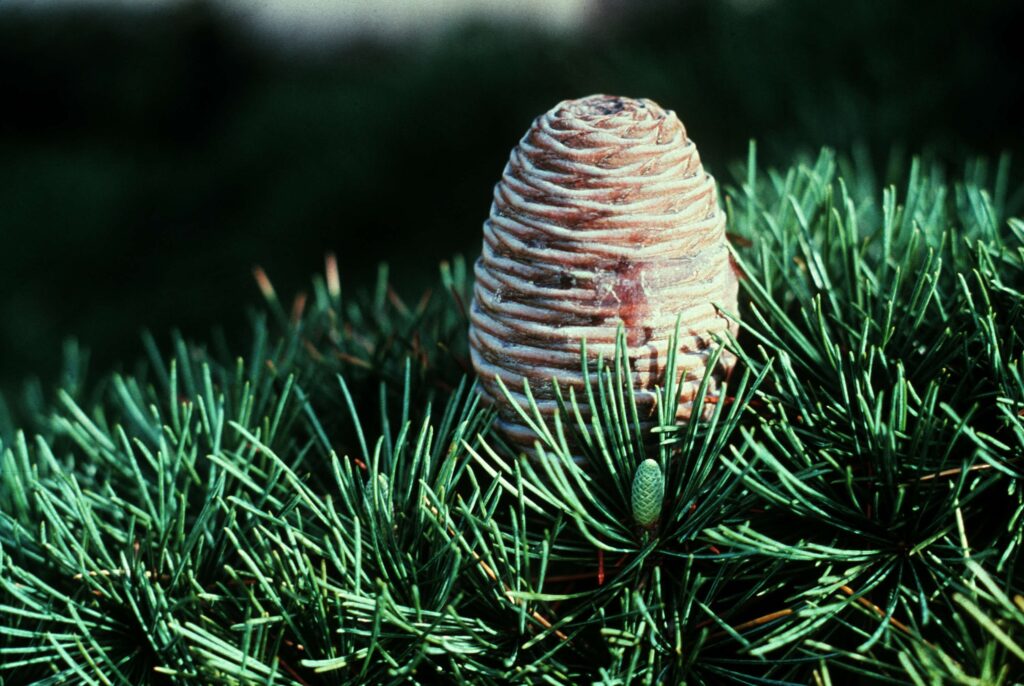 Aromaterapia Cedro